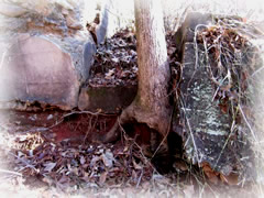 Hollywood Cemetery tree roots breaking stair and wall of family plot